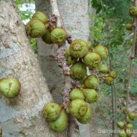 Ficus hispida L.f.